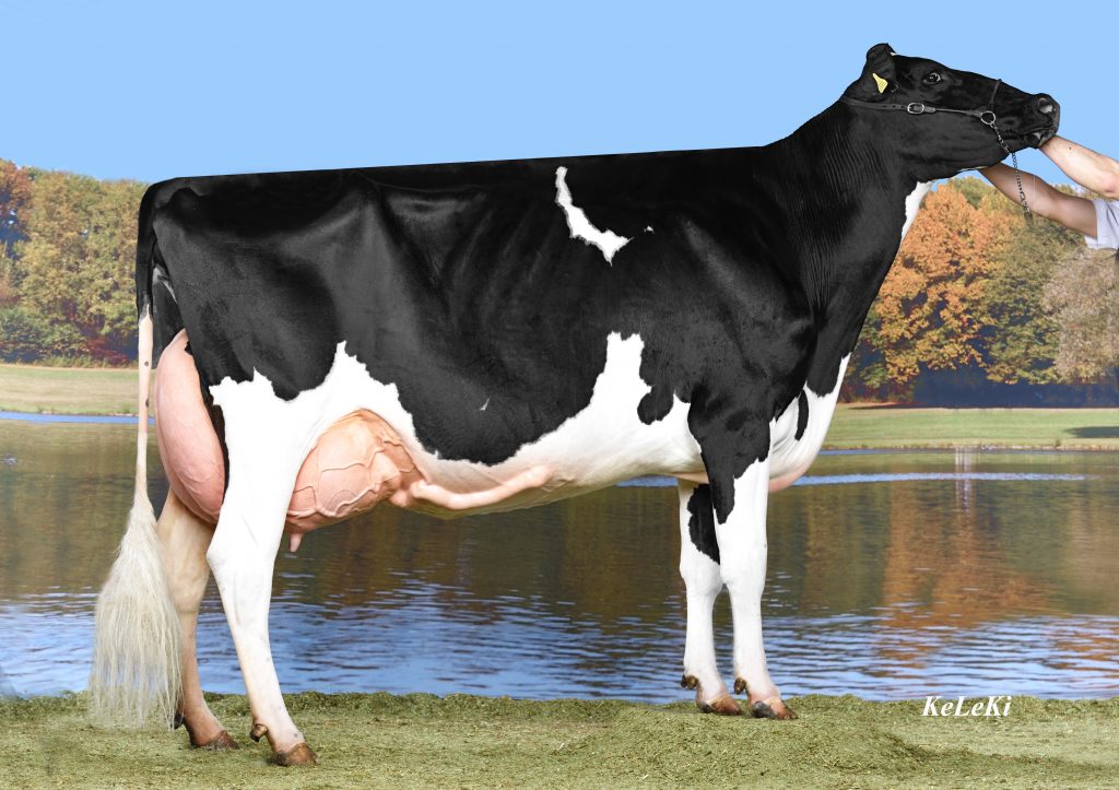 Le Paigre BURNY Sambia RF EX-91 Height : 158 cm = 63 in Reserve Junior Champion, Expo Saignelégier 2014 2-07 303 days 10’125 kg (22’275 lbs.) 3,62 % F/MG 2,93 % Prot./Eiweiss 3-07 305 days 12’415 kg (27’370.39 lbs.) 3,65 % F/MG 2,96 % Prot./Eiweiss Sambia RF = BURNY RF x Merlino (CH) Owner / Besitzer / Propriétaire / Proprietario: Juillerat François & Thierry, Lajoux, JU, Switzerland