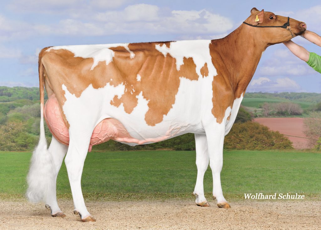 Du Jura-Lac VINCENT Nuance Red Pictured at SwissExpo 2016 11-16 305 3x 12’041kg (26’490 lbs.) 4,22% F 3,24% Prot. Owner / Besitzer / Propriétaire / Proprietario: Maurice + Germain Treboux, Bassins, Switzerland