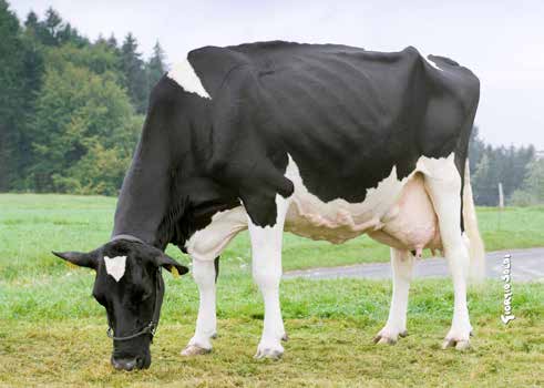 Supreme Triple Strategy *RC (EX-91-5E Switzerland) Born April 16, 1996 --- Died May, 2016 Sire: Hanover Hill Triple Threat-Red Bred by: Patrick Demont Cugy, Vaud, Switzerland. Lifetime: 150.102 M. kg (330, 224 lbs) 4.13% F. 6,200 kg. F. 3.31% P. 4,969 kg P. Shown at the Swiss Expo as a 2-year-old and returned to Swiss Expo at 20 years-old for a standing ovation from all in attendance.