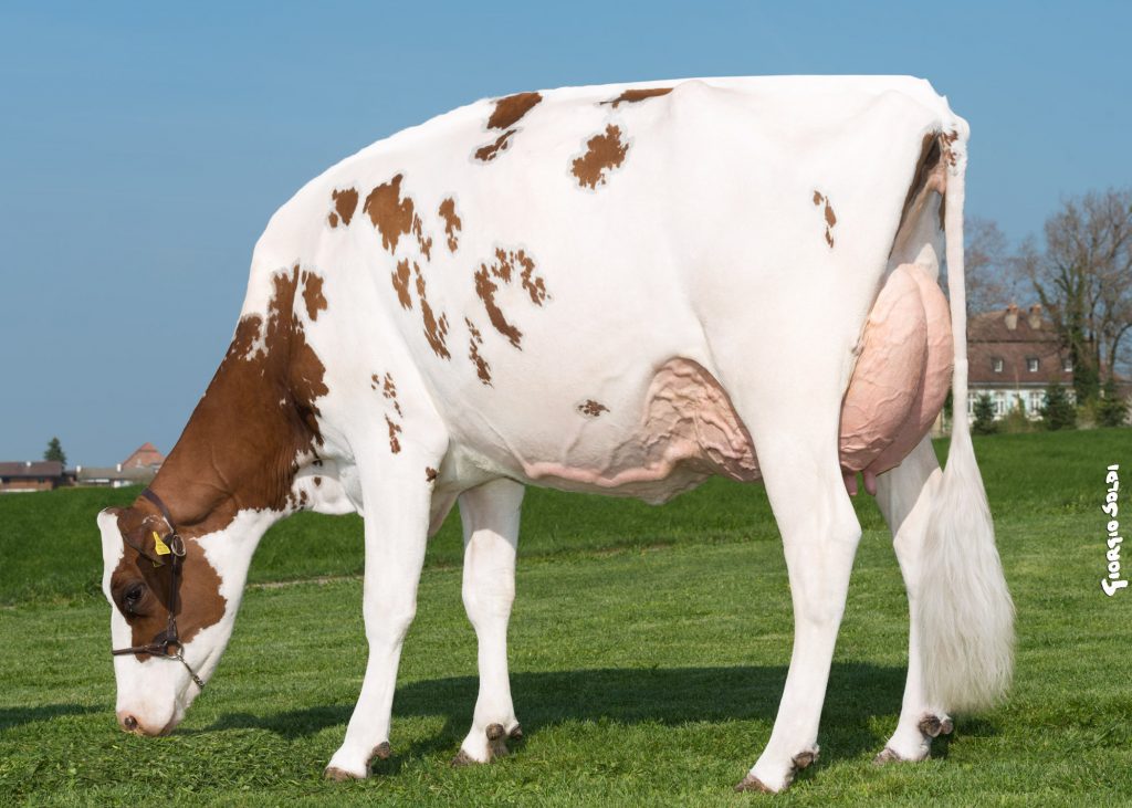 Ever-Green-View Seven STELLA P Red / VG-87 3y 1 305 days 7’732 kg (17’010 lbs.) 4.60 % F/MG 3.88 % Prot./Eiweiss 2 305 days 10’060 kg (22’132 lbs.) 4.25 % F/MG 4.02 % Prot./Eiweiss Owner / Besitzer / Propriétaire / Proprietario: Schrago Frères Middes