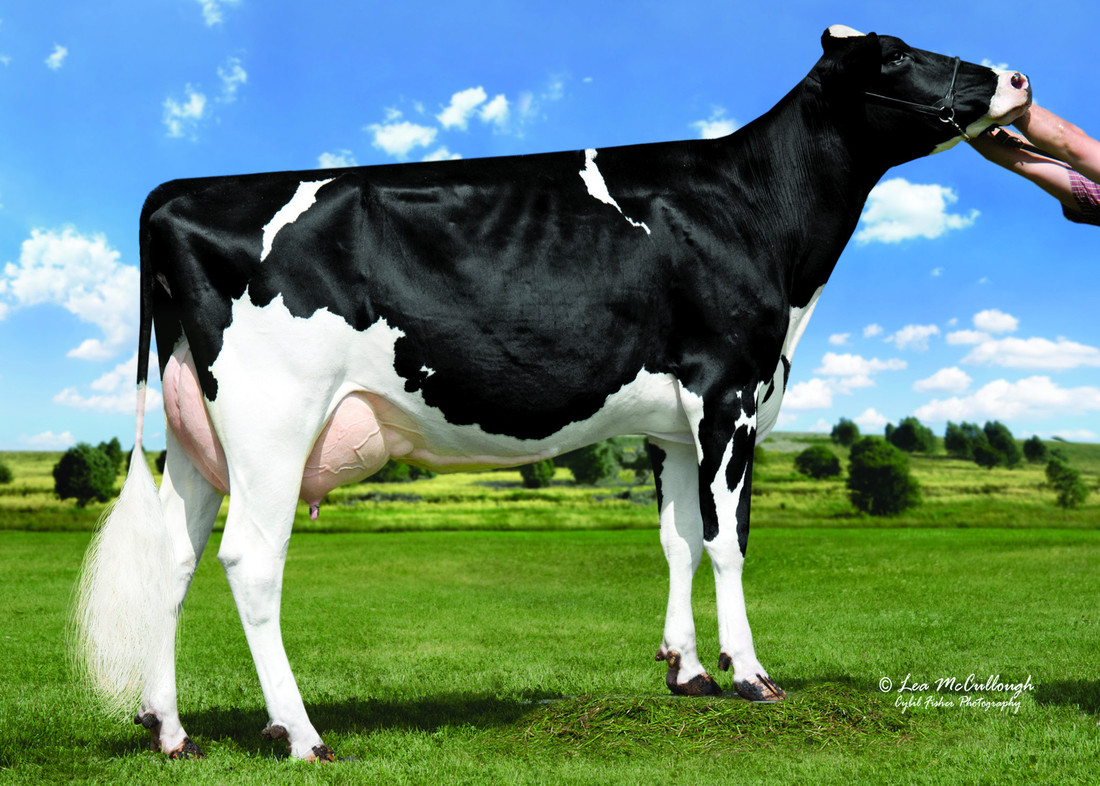 Hickorymea Signif Ohio-P-ET EX-90 2-05 305 15’731 kg (34’680 lbs.) 3.81 % F/MG 3.19 % Prot./Eiweiss G. Grandmother / Urgroßmutter / A. grand-mère / Bisabuela of GOLD-PP-RED