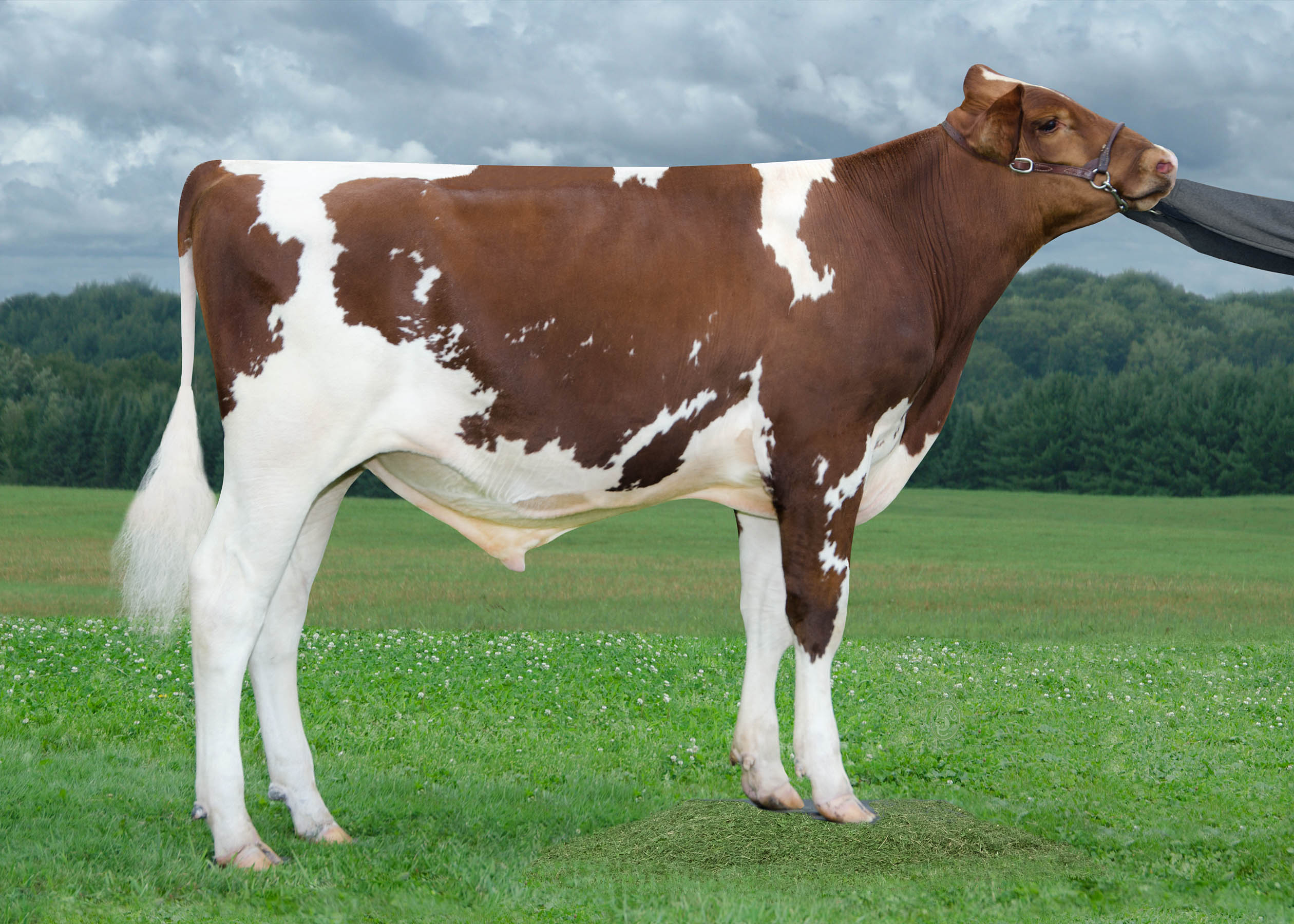 54ho0813 gold pp red abc genetics