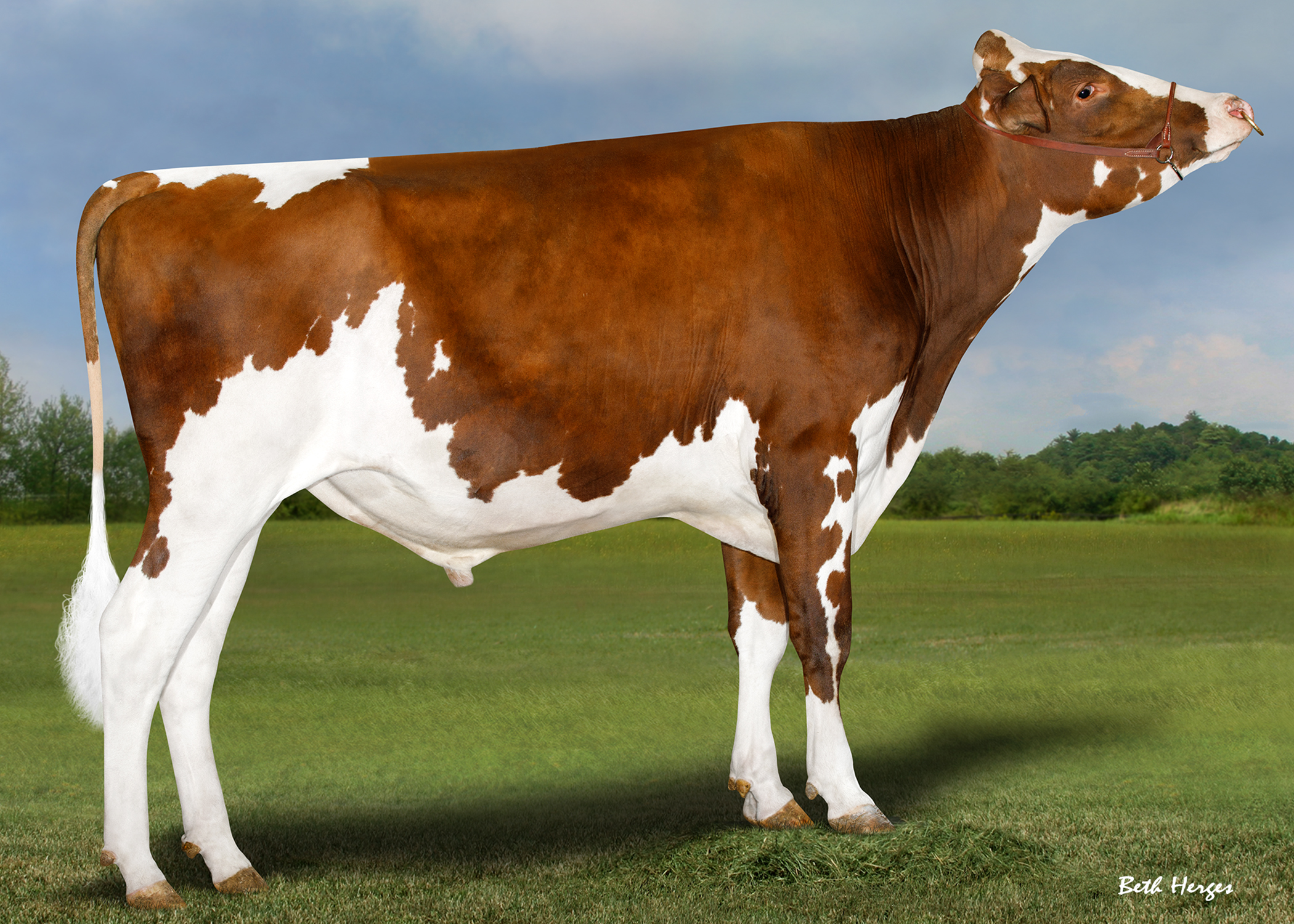 54HO0958 MAMBO SL-RED - ABC GENETICS 54HO0958 MAMBO SL-RED - ABC GENETICS